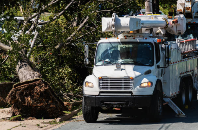 Beaver Tree Removal | 119 Guest Ct, St. Marys, ON N4X 1E5, Canada | Phone: (519) 857-8215