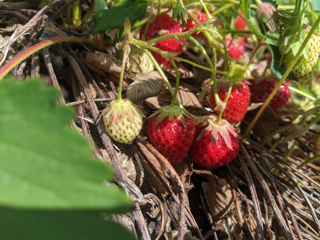 Les Jardins dAbbotsford D.C. | 2355 QC-112, Saint-Paul-dAbbotsford, QC J0E 1A0, Canada | Phone: (450) 379-9744