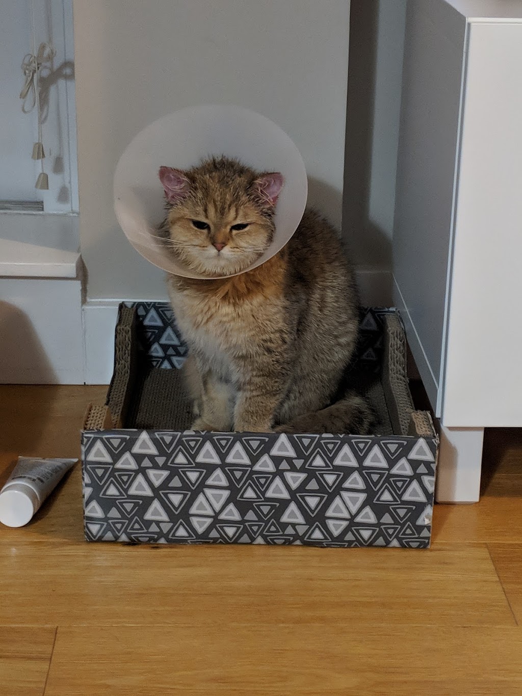 Lansdowne Animal Hospital | 8351 Alexandra Rd #190, Richmond, BC V6X 3P3, Canada | Phone: (604) 276-2423