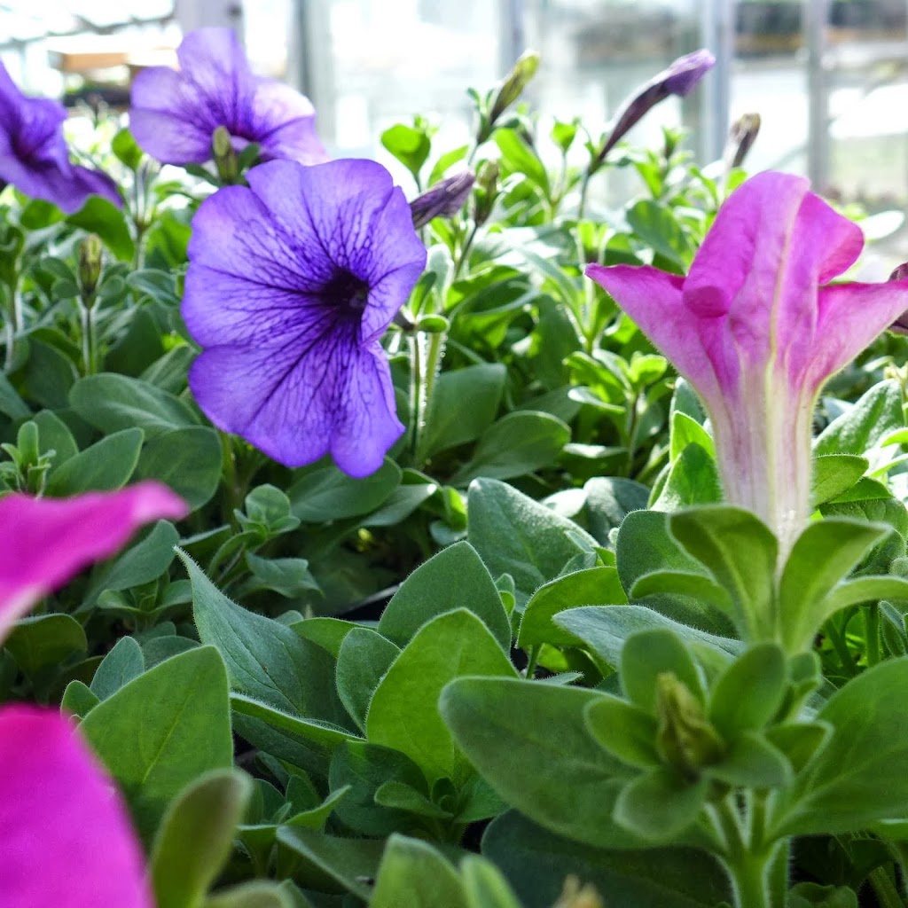 Nith Valley Organics | 936754 Blenheim Rd, Plattsville, ON N0J 1S0, Canada | Phone: (519) 696-3136