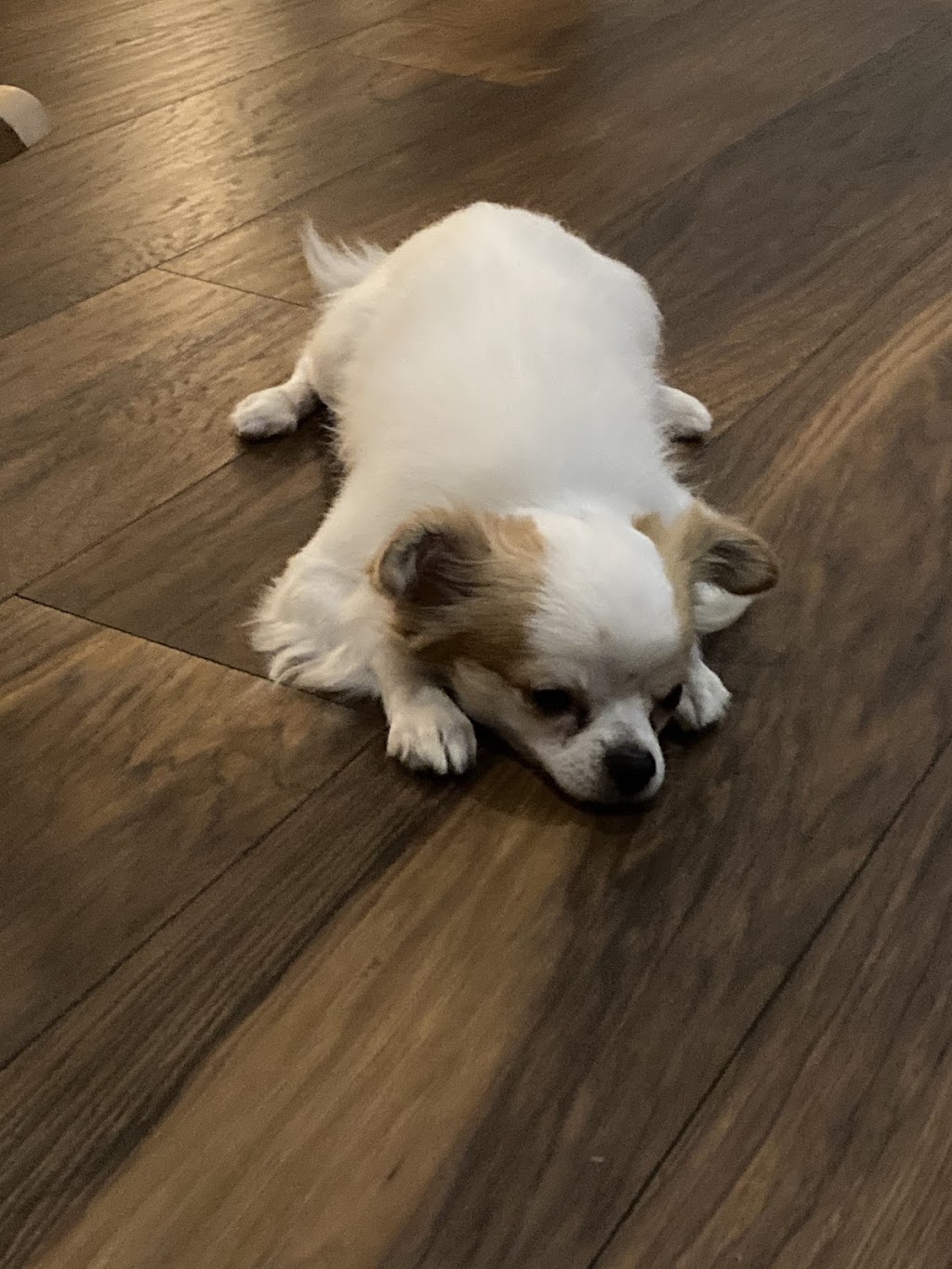 Le Chien Le Chat | 279 Bd Jacques Cartier #3, Shannon, QC G3S 1P2, Canada | Phone: (581) 989-9983