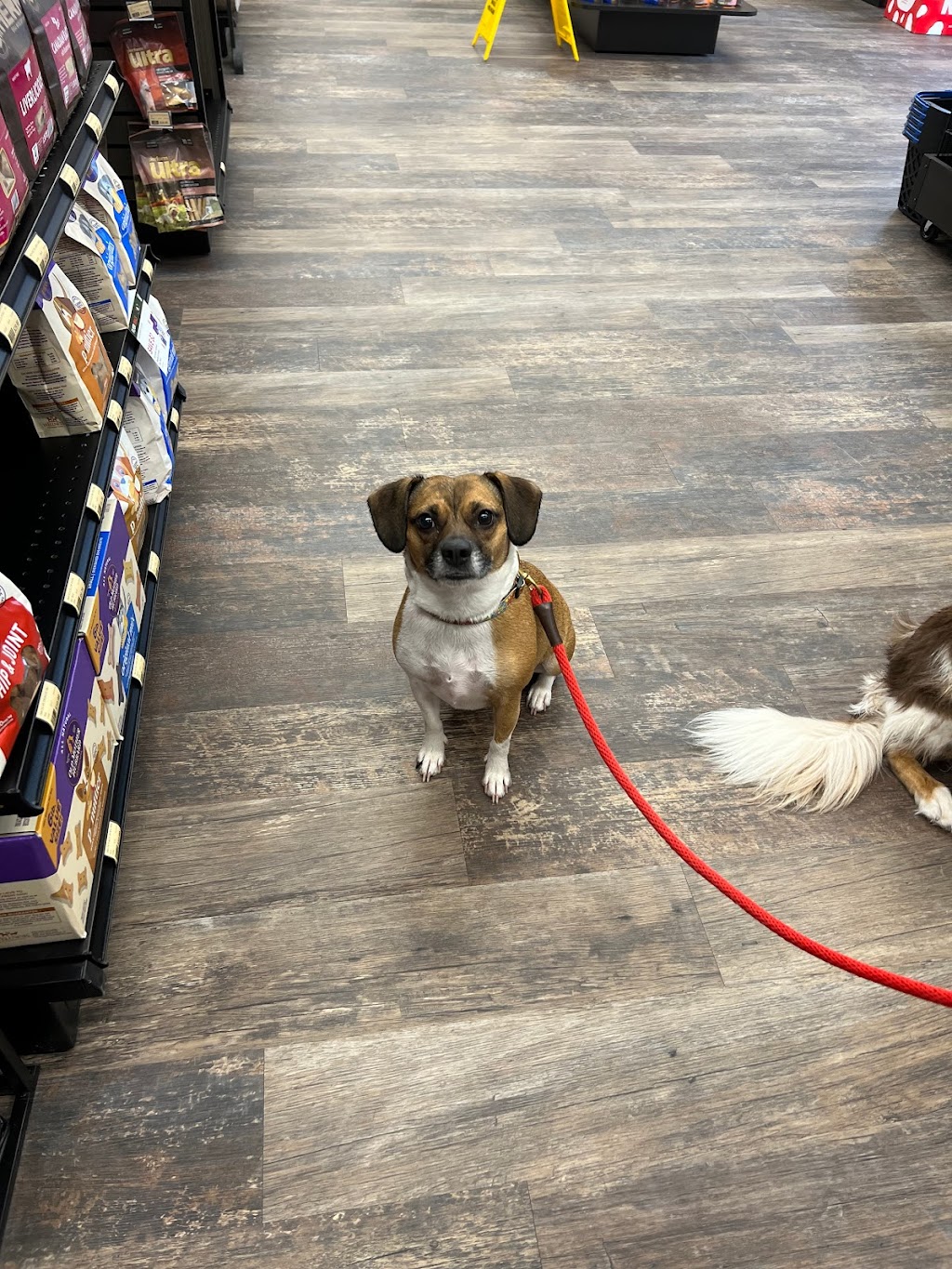 Pet Valu | 325 Main St Unit 3B, Lucan, ON N0M 2J0, Canada | Phone: (519) 227-0669