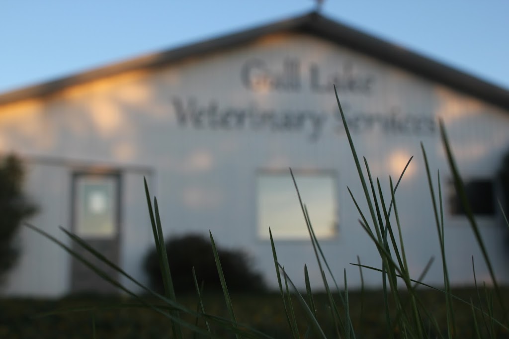 Gull Lake Veterinary Services | Lacombe County, AB T4L 2N3, Canada | Phone: (403) 782-0354