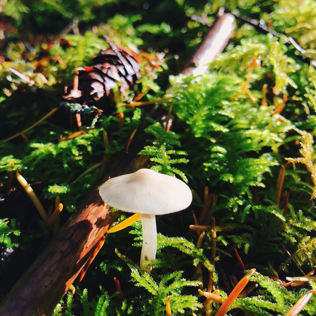 Wildwood Ecoforest | 2929 Crane Rd, Ladysmith, BC V9G 1C8, Canada