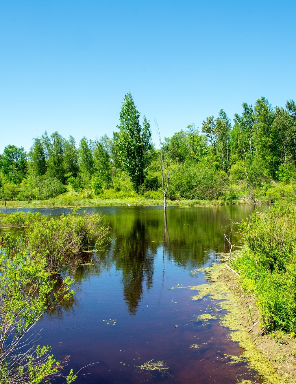 Dewberry Trail - Dolman Ridge Rd, Orléans, ON K1C 7G4, Canada