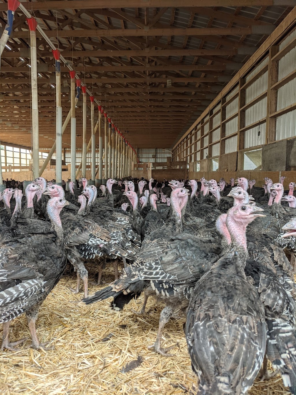 Winters Turkeys | Township Rd 224, Dalemead, AB T0J 0V0, Canada | Phone: (403) 936-5586