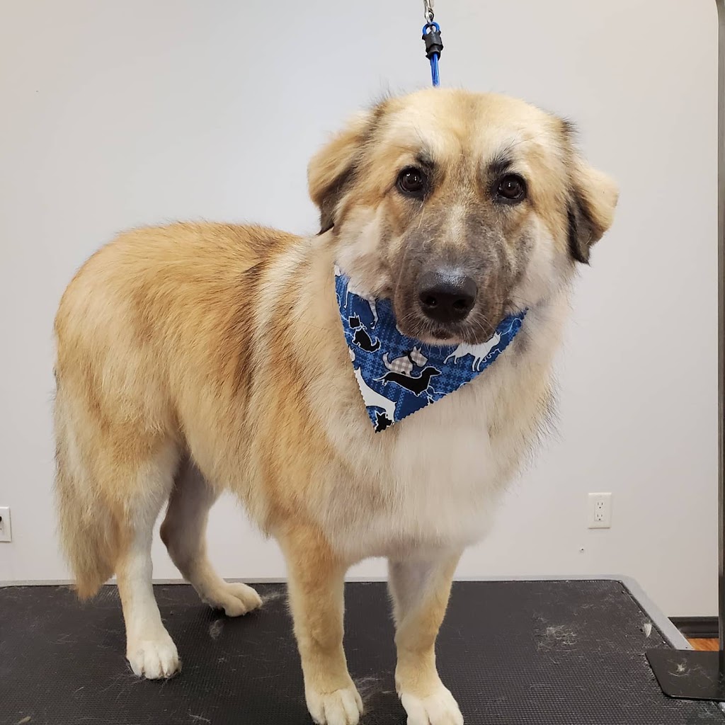 Highland Dog Grooming | 28 York St, Haliburton, ON K0M 1S0, Canada | Phone: (705) 457-3335