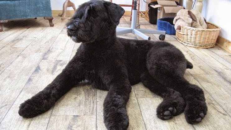 Grooming training school Catheline Nadeau | 1221 Chemin des Patriotes, Richelieu, QC J3L 4W7, Canada | Phone: (450) 684-8889