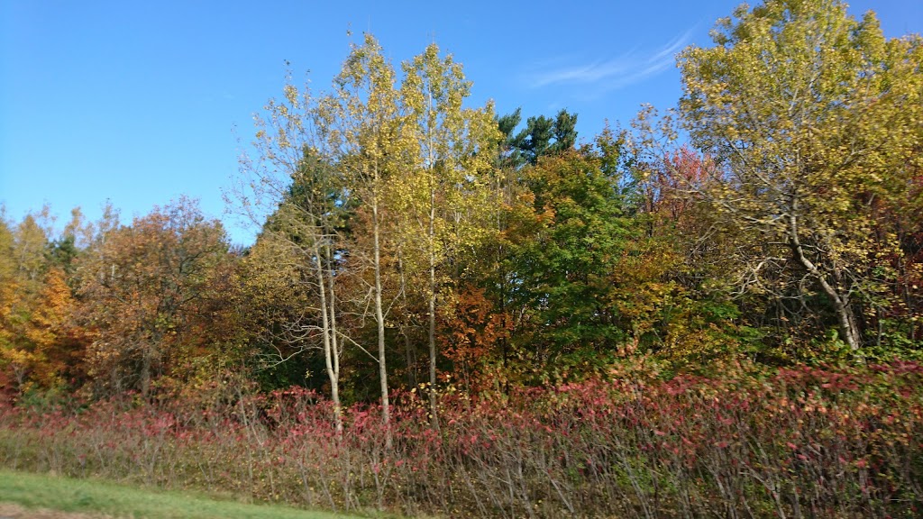 Parc des Sapins | 14 Rue des Sapins, Vaudreuil-Dorion, QC J7V 0K1, Canada