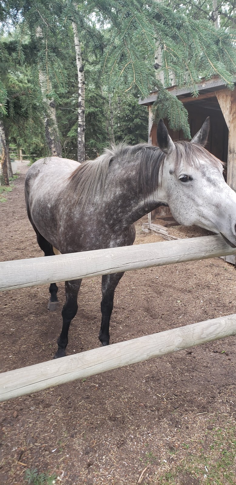Canmore Ranch | 104 Bow Valley Trail, Canmore, AB T1W 3B7, Canada | Phone: (403) 715-1961