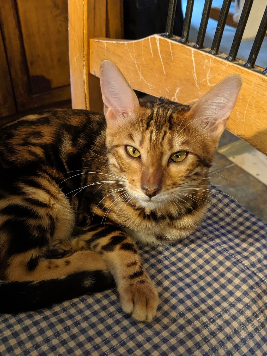 Chatterie Royal Bengal | 1245 Avenue de Dieppe, Saint-Hyacinthe, QC J2S 8M1, Canada | Phone: (450) 779-0255