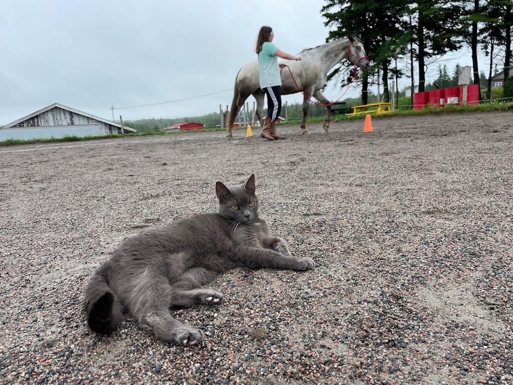 Reaching Strides Equestrian Centre | 423 Dunmore Rd, Port Hood, NS B0E 2W0, Canada | Phone: (902) 870-1583
