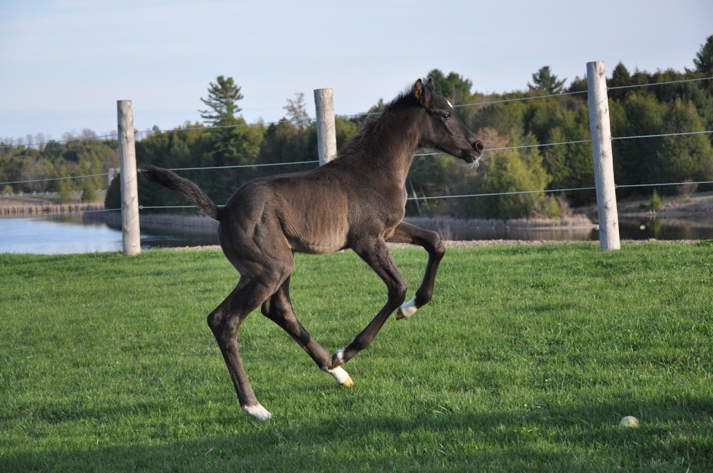 Garden Park Hanoverians | 8234 Mill St, Campbellcroft, ON L0A 1B0, Canada | Phone: (905) 448-7874
