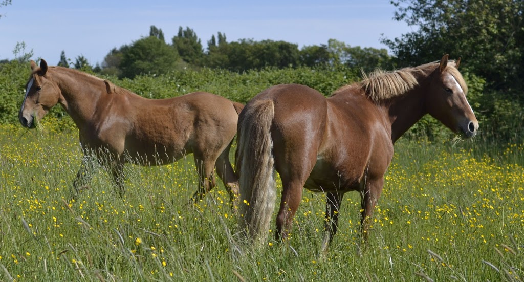 Red Colt Equestrian Farm Co-op | 12320 No 2 Rd, Richmond, BC V7E 2G1, Canada | Phone: (778) 772-3553