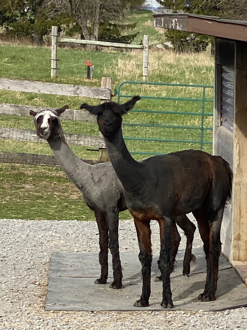 Rivett Farm | 1447 Concession Rd 9, Blackstock, ON L0B 1B0, Canada | Phone: (905) 626-0745