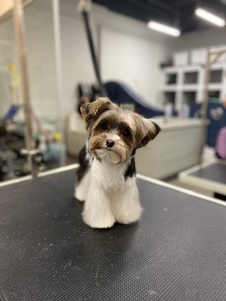 Oh My Dog Spa and Grooming | 5596 Windermere Blvd, Edmonton, AB T6W 2Z8, Canada | Phone: (780) 655-1797