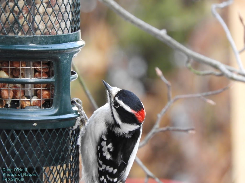 Brome Bird Care | 331 Chemin Knowlton, Knowlton, QC J0E 1V0, Canada | Phone: (800) 856-5685