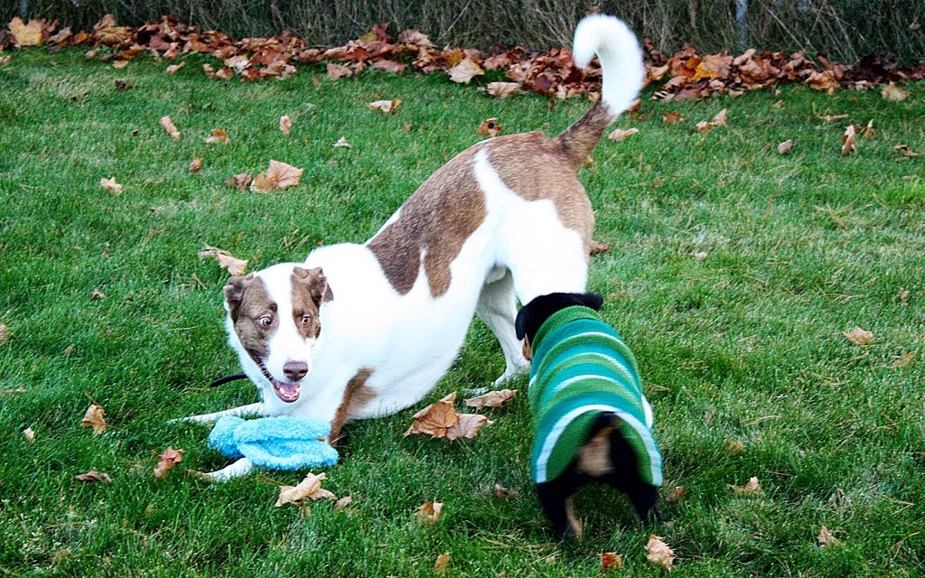Paw Tracks Pet Services | 119 Spring Rd #14, Keswick, ON L4P 2K4, Canada | Phone: (905) 806-3024