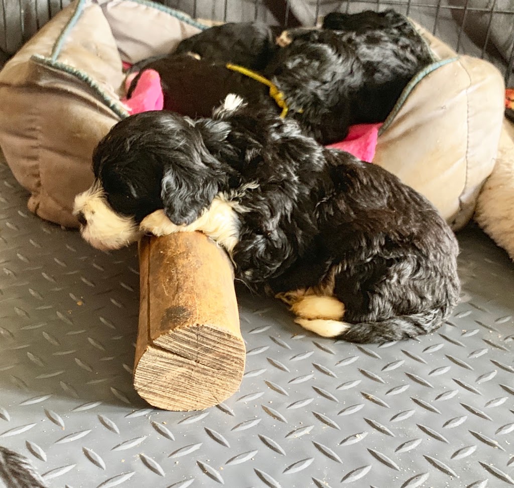Claircreek Portuguese Water Dogs - Board and Train and other services | 7907 16 Line, Arthur, ON N0G 1A0, Canada | Phone: (519) 241-5353