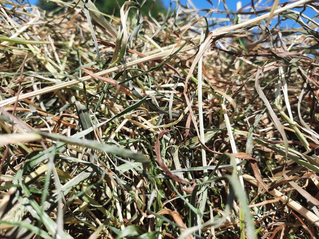 Island Grass | 2692 Mt Sicker Rd, Chemainus, BC V0R 1K4, Canada | Phone: (250) 710-5479