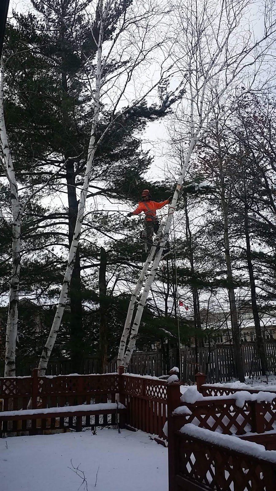 Tobys Tree Service | 81 McVeigh Dr, Barrie, ON L4N 7E4, Canada | Phone: (705) 791-6052