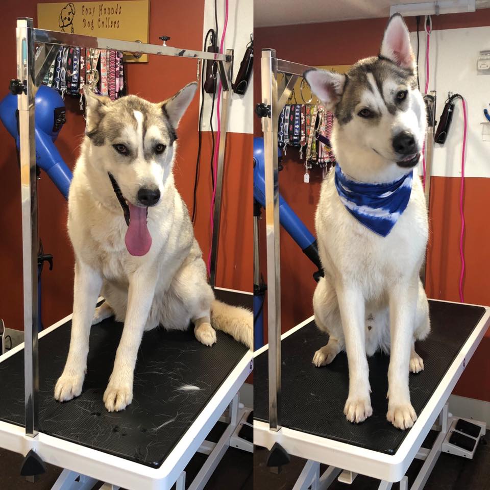 Kristal Clean Pet Grooming | 26 ONeal Rd, Second North River, NB E4J 3Z3, Canada | Phone: (506) 233-7387