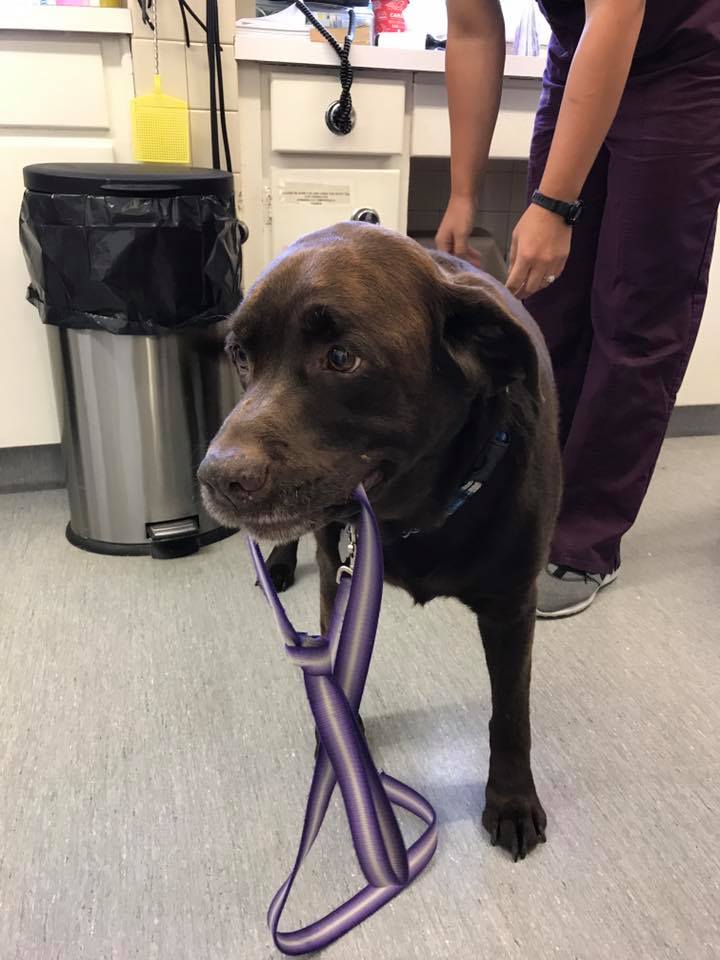 Winnipeg Animal Emergency Hospital | 400 Pembina Hwy, Winnipeg, MB R3L 2E7, Canada | Phone: (204) 452-9427