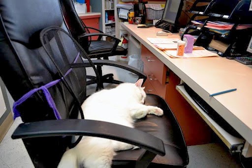 Dewdney Animal Hospital | 11965 228 St, Maple Ridge, BC V2X 6M1, Canada | Phone: (604) 467-1161