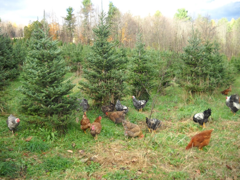 Wandering Moose Farms | 1579 Riley Rd, Franklin, VT 05457, USA | Phone: (802) 285-6844