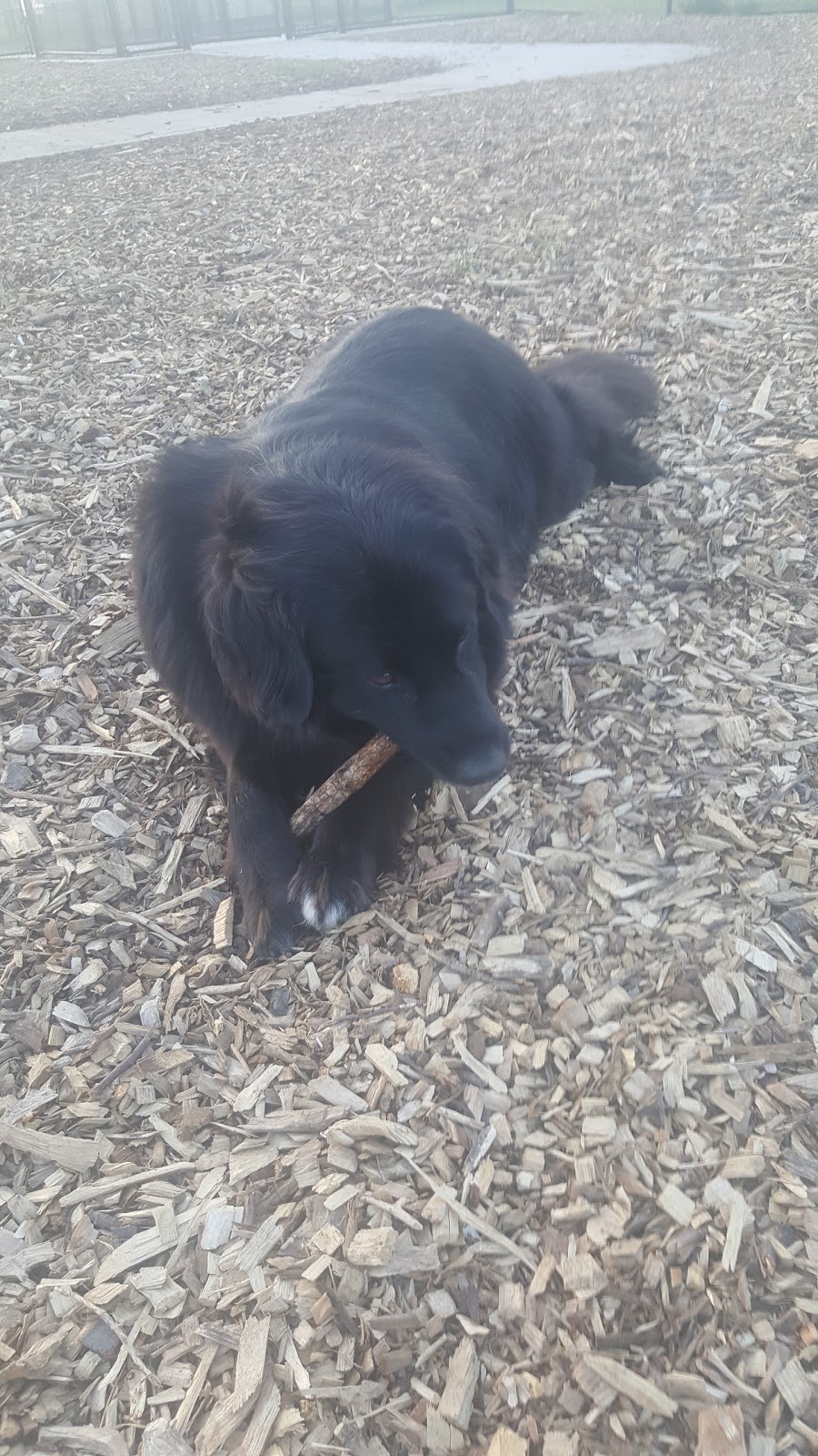 Norton Leash Free Dog Park | 4613-, 4621 Cornerstone Dr, Burlington, ON L7R 3X4, Canada