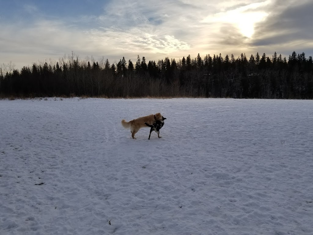 Belgravia Off Leash Site | Saskatchewan Dr NW, Edmonton, AB T6G 2A8, Canada