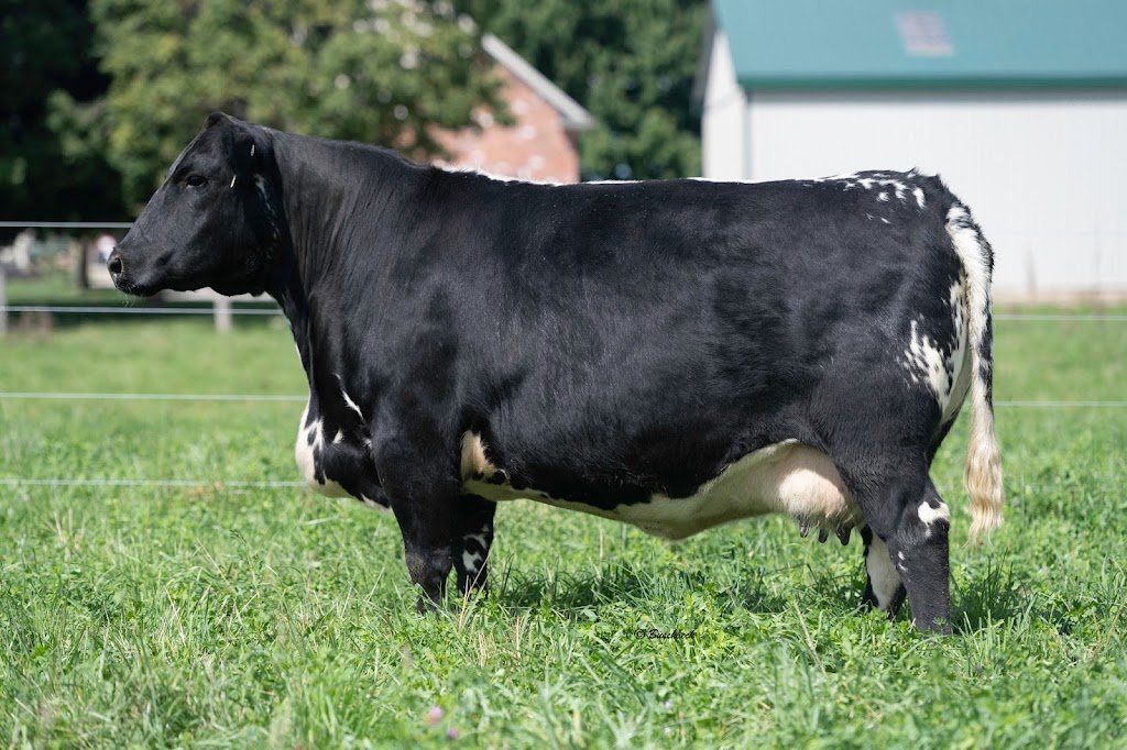 Trestle Creek Cattle Company | 7079 Line 21, Staffa, ON N0K 1Y0, Canada | Phone: (519) 301-2476