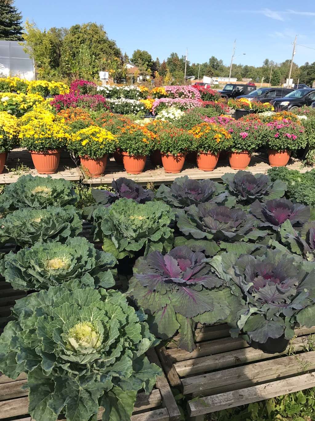 Country Crops | 9478 Wellington Rd 124, Erin, ON N0B 1T0, Canada | Phone: (519) 833-2084