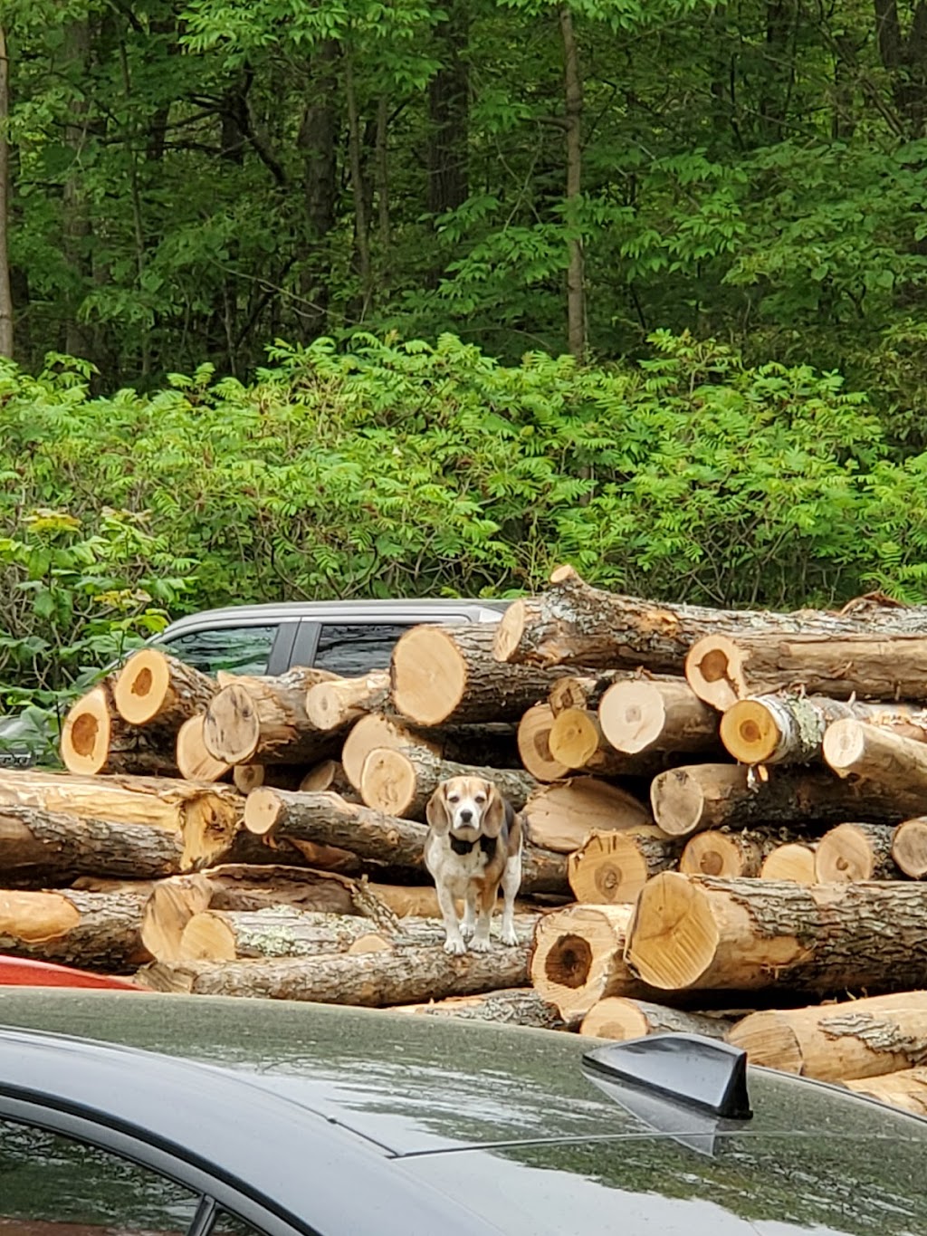 Don Barrons Logging Lt | 170 Jones Rd, Marmora, ON K0K 2M0, Canada | Phone: (613) 472-3806