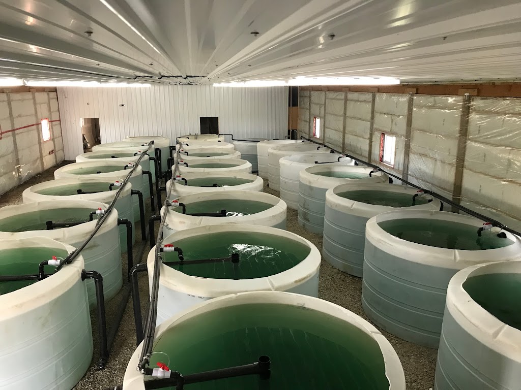 Alberta tilapia | 808 High Country Bay NW, High River, AB T1V 1E3, Canada | Phone: (403) 498-4500