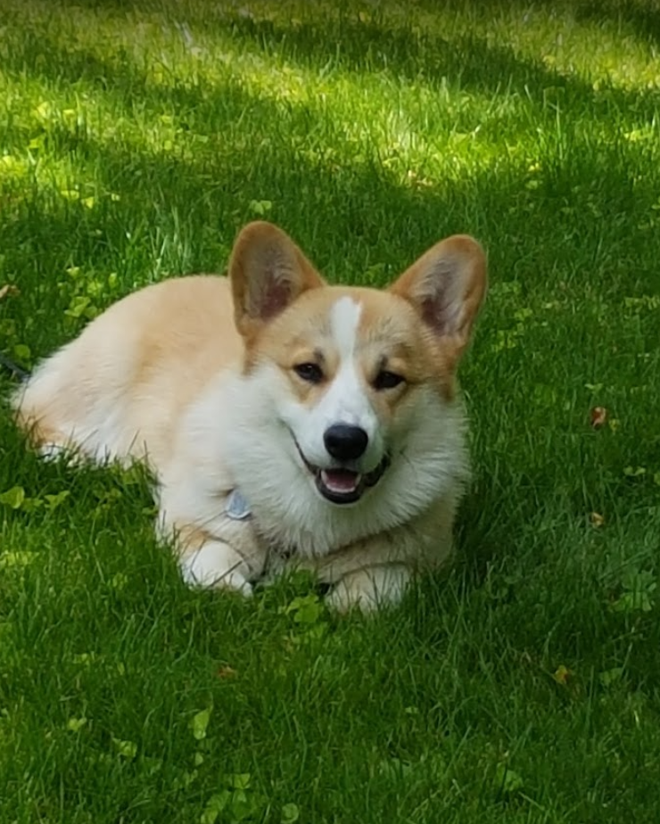 Wag N Watch Pet Sitters | Surrey Ln, Burlington, ON L7T 3S7, Canada | Phone: (905) 630-9354