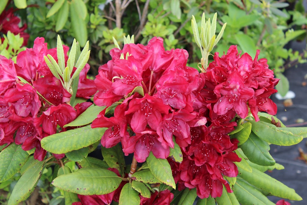 Island Pride Garden Co | 19905 All Weather Hwy, Hunter River, PE C0A 1N0, Canada | Phone: (902) 964-2444