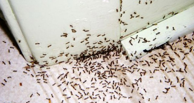 Pest Control Barrie | 454 Bayfield St, Barrie, ON L4M 5A2, Canada | Phone: (705) 812-1412
