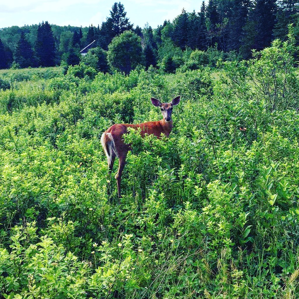 Domaine de la Rivière Mékinac | 235-261 Chemin de la Rivière, Saint-Joseph-de-Mékinac, QC G0X, Canada | Phone: (819) 489-1283