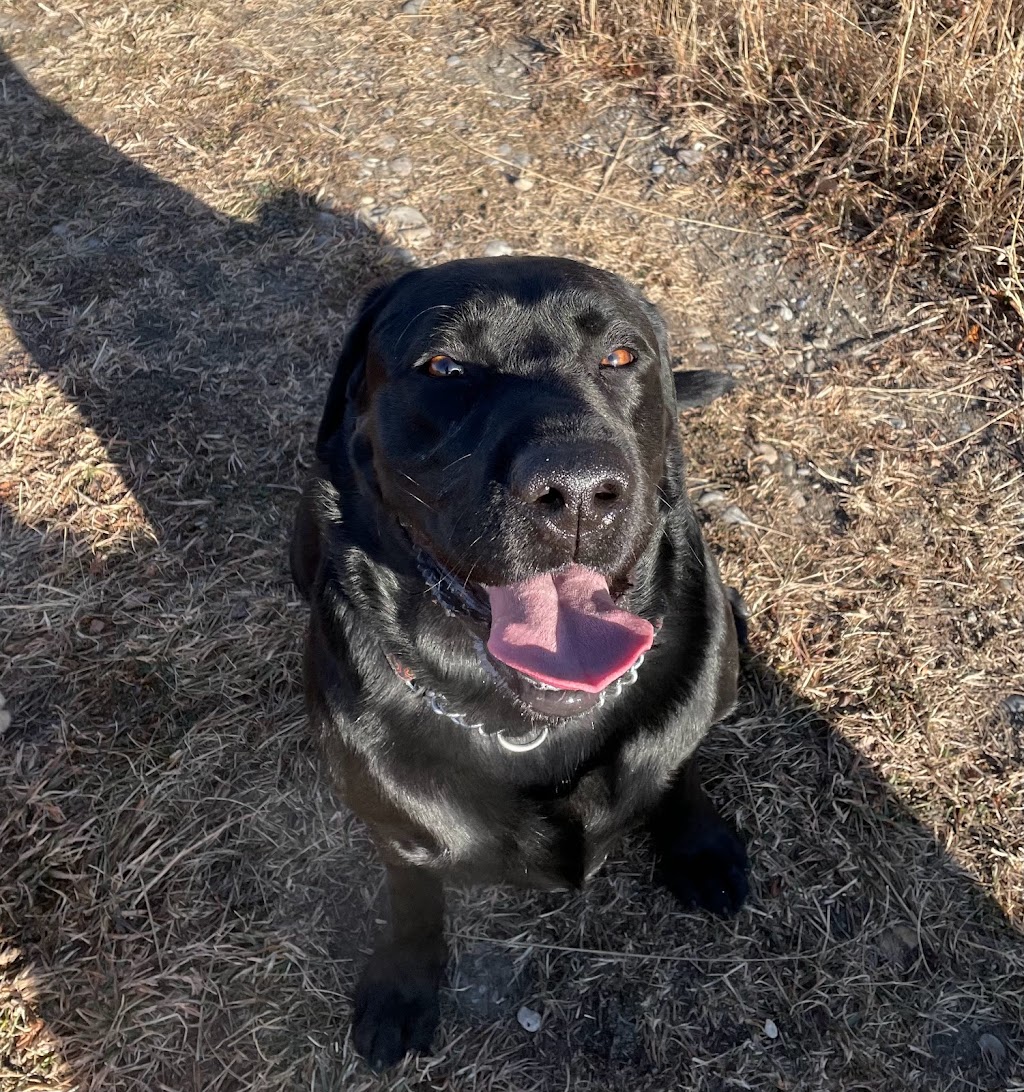 The Jogging Dog | 14 W McGonigle Pl, Cochrane, AB T4C 1L4, Canada | Phone: (403) 389-7737
