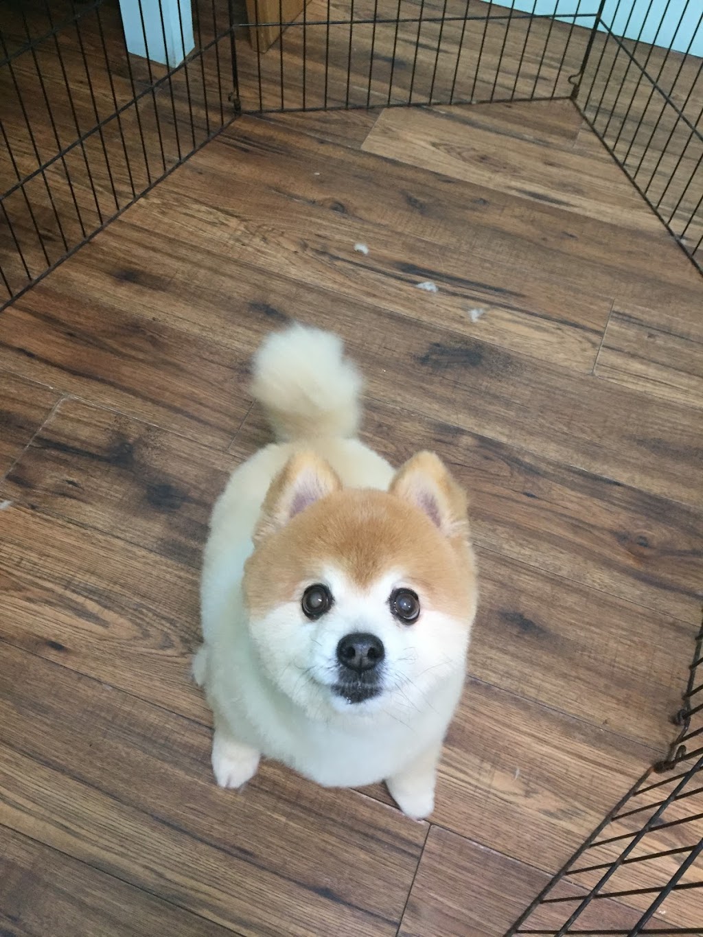 Doggy & Doggy | 140 Henderson Ave, Thornhill, ON L3T 2L5, Canada | Phone: (647) 882-6318