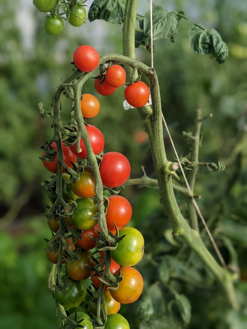 Cold Springs Organics | 8869 Spruce Grove Rd, Campbellcroft, ON L0A 1B0, Canada | Phone: (416) 209-9196