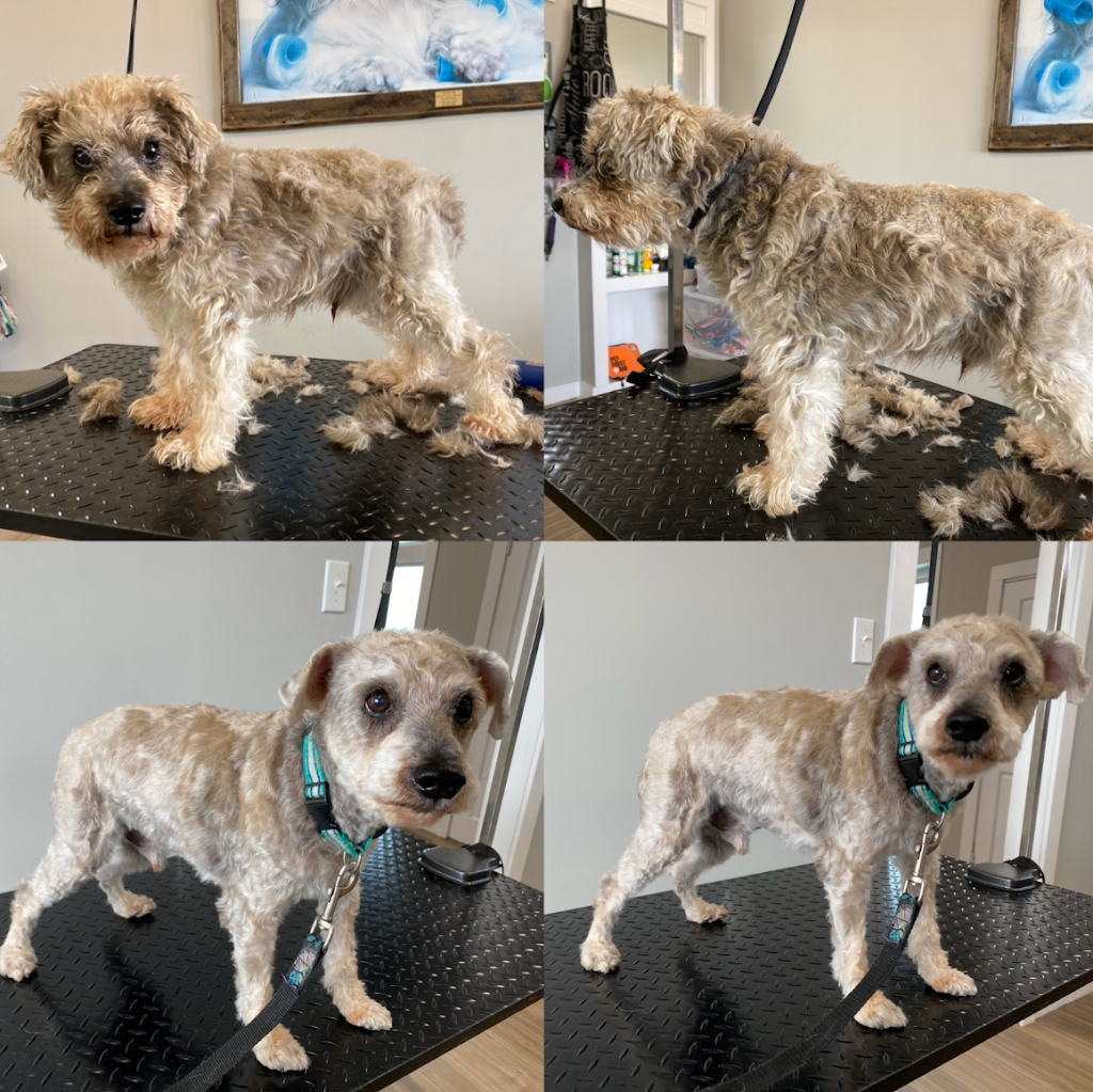 Dog Gone Gorgeous Dog Grooming | 4911 50 St, Holden, AB T0B 2C0, Canada | Phone: (780) 690-9769