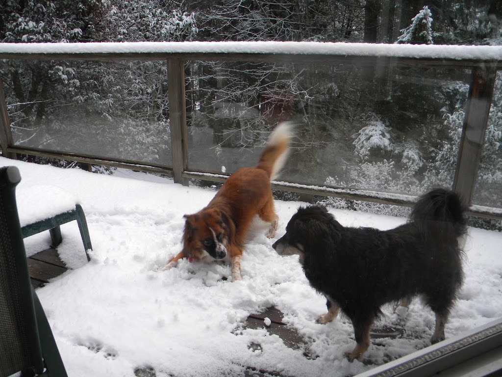 Deluxe Dog Sitting Digs | Elizabeth Dr, Salt Spring Island, BC V8K 1J5, Canada | Phone: (250) 537-5959