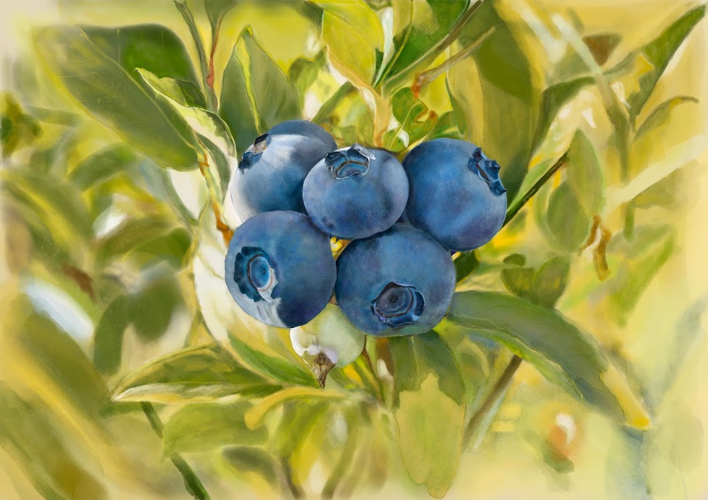 Bleuetière de Lotbinière | 35 Chem. de Lotbinière, Bromont, QC J2L 1G9, Canada | Phone: (514) 718-9723