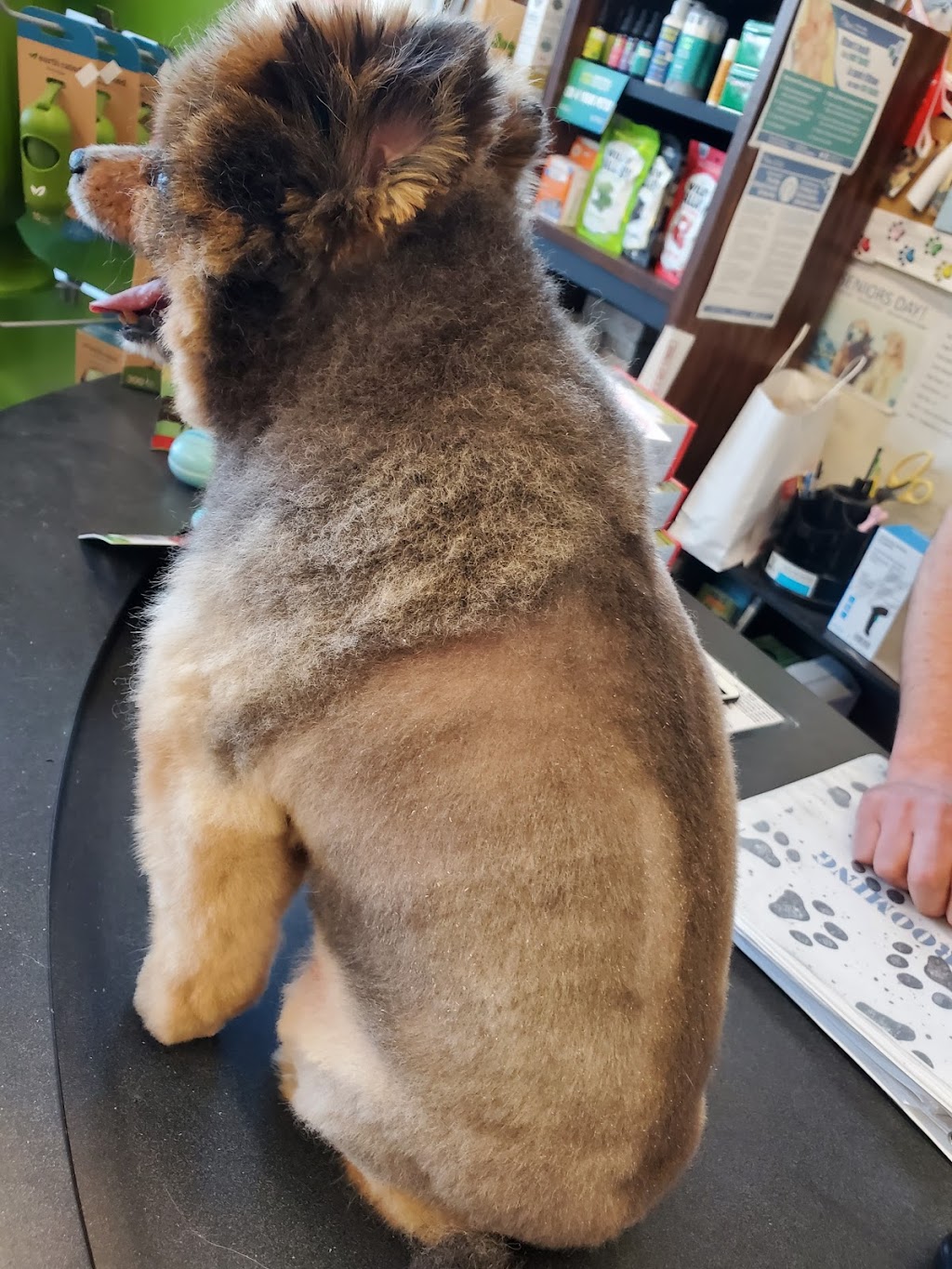 Uptown Pet Grooming | 250 Greenbank Rd, Nepean, ON K2H 8X4, Canada | Phone: (613) 695-2001