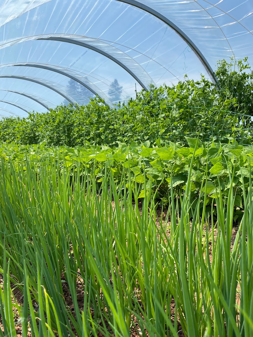 Morning Dew Gardens | 139 Jewell Rd, Cornwall, PE C0A 1H9, Canada | Phone: (902) 213-2624