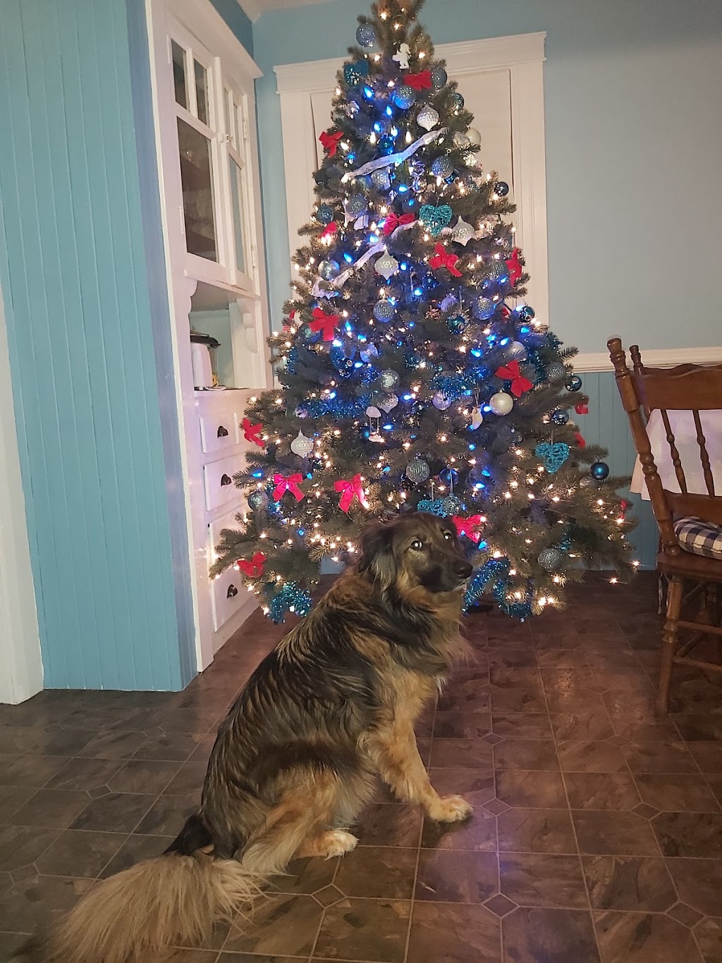 Pet Valu | 38 George St Unit 130, New Glasgow, NS B2H 2K1, Canada | Phone: (902) 752-7531