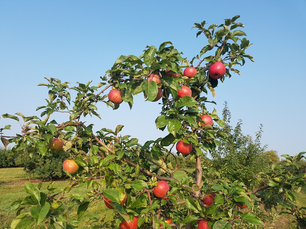 Carl Laidlaw Orchards | 9496 Heritage Rd, Brampton, ON L6X 0A1, Canada | Phone: (905) 456-2095