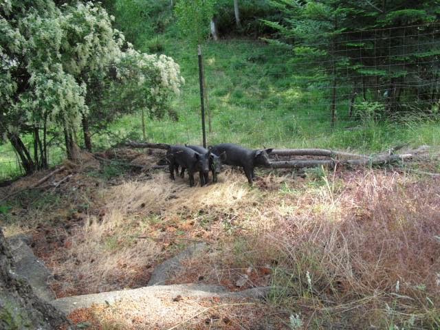 Warm Valley Orchard | 124 Warm Valley Ln, Orcas, WA 98280, USA | Phone: (360) 376-4386